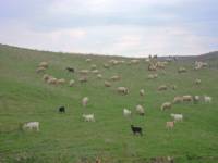 Населението в селото намалява, но поляните край него все още са пълни със стада