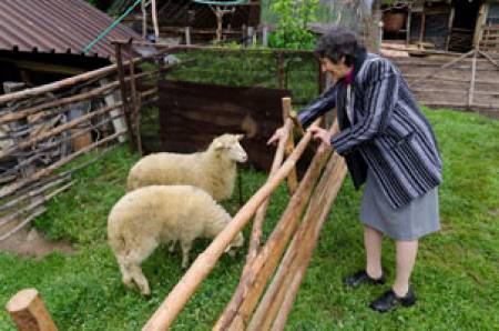 Фермерка се зае с опазването на изчезваща българска порода овце
