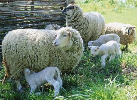 Случната кампания при овцете вече е в ход