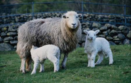 Бременните овце са изложени на много рискове