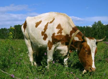 Кравите също страдат от стомашно-чревни смущения