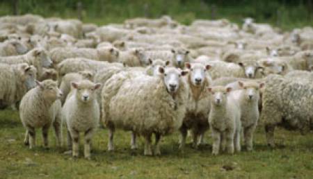 Пазете овцете от аборти