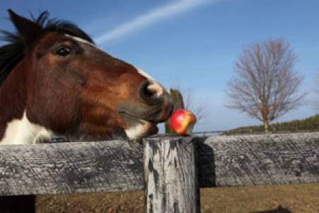 Особености при хранене и отглеждане на коне