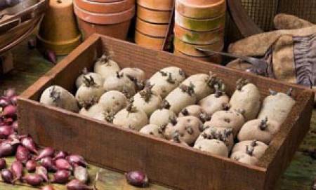 Кълновете на картофите водят до тежки отравяния