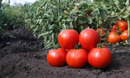 Отглеждане на домати за ранно полско производство