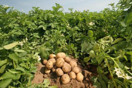 Настъпи време за сеитбата на картофи