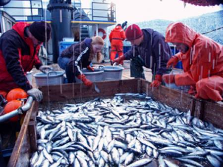 Приемат проекти за преработка на риба и аквакултури