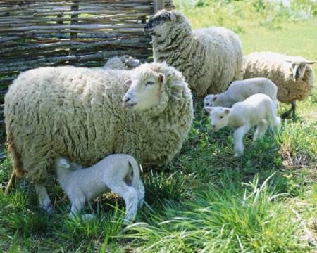 Бабезиозата при овцете и козите е смъртоносна