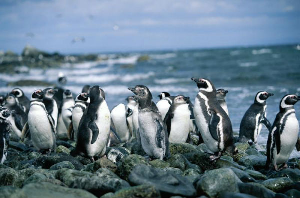 Зловеща гледка! Учени намериха стотици магелански пингвини натръшкани от диви кучета