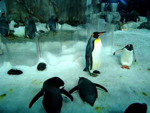 Ново пет: В Нова Зеландия вече има тунел за... пингвини