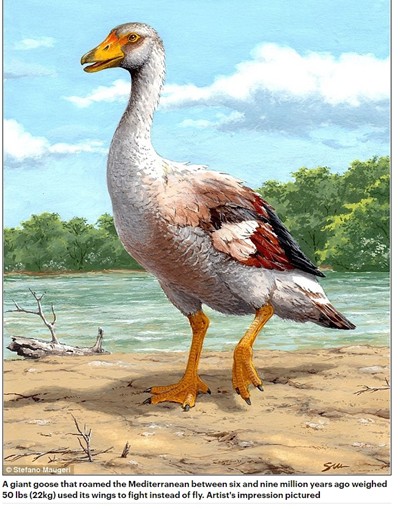 Гигантска гъска обитавала в древността Средиземноморието