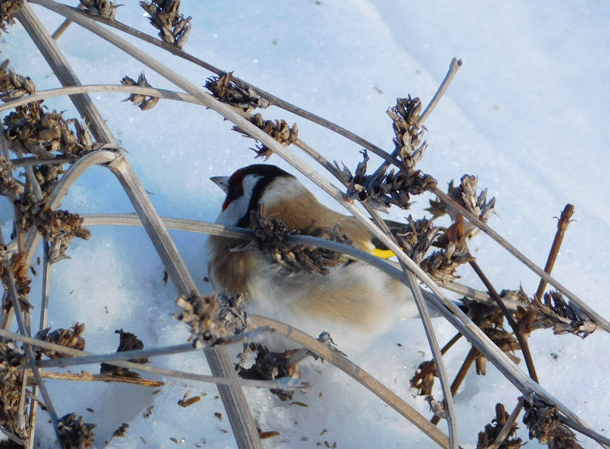 Еколози засякоха редки птици край язовир "Огоста"