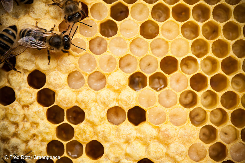 Ще бъде ли разрешена отново употребата на опасни за пчелите пестициди?