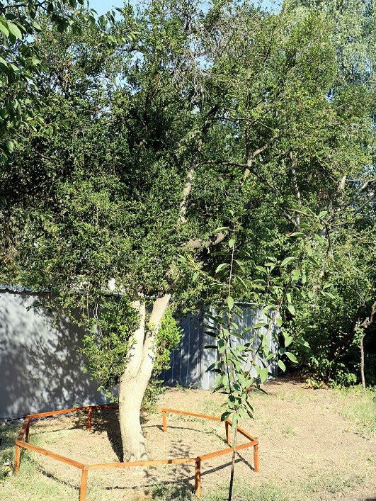 200-годишен казанлъшки чимшир влиза в битка за „Дърво с корен 2019"