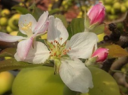 Куриоз: Ябълка цъфна през октомври в казанлъшкото село Дунавци