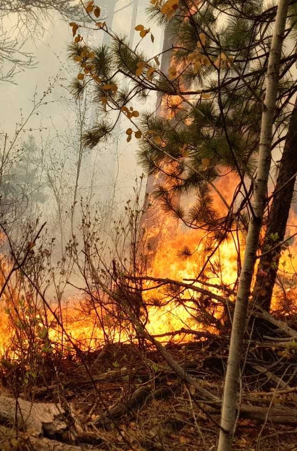 От Изпълнителната агенция по горите апелират за по-голяма отговорност при опазването на природата от пожари