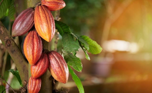 Какаото е било познато на хората още преди пет хиляди години