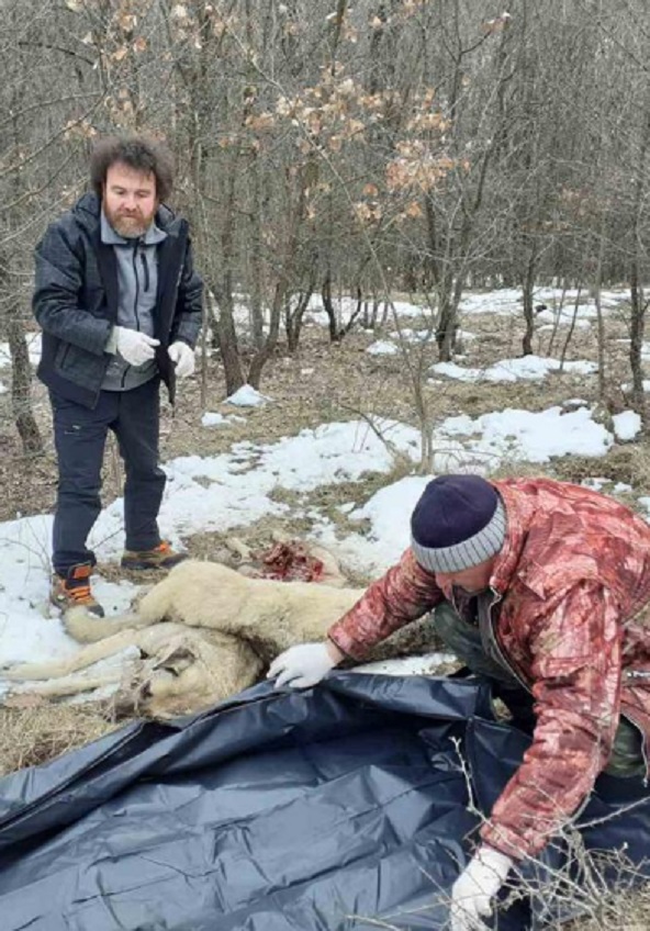 Четири черни лешояда загинаха край село Тича – кълвали  трупове на кучетата, които са били отровени