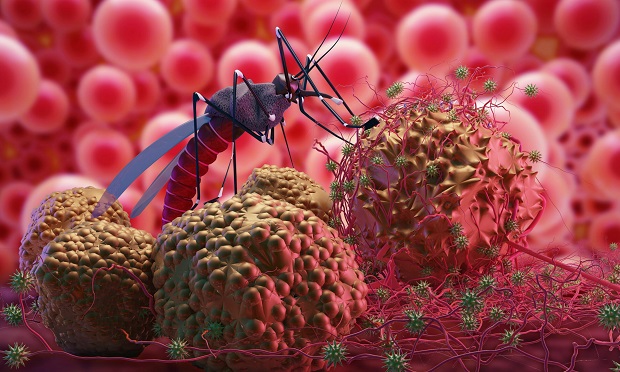 Комарите, пренасящи малярия и денга, постепенно се местят в Европа