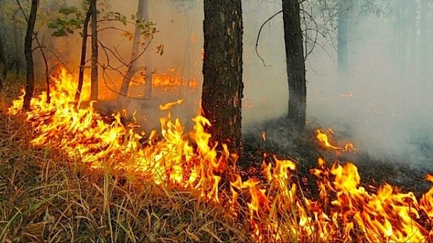 Как да предотвратим горските пожари