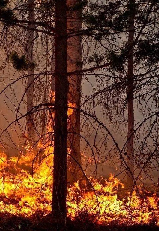 „Безотговорността е най-опасната искра“ е мотото на информационна кампания за опазване на горите от пожари