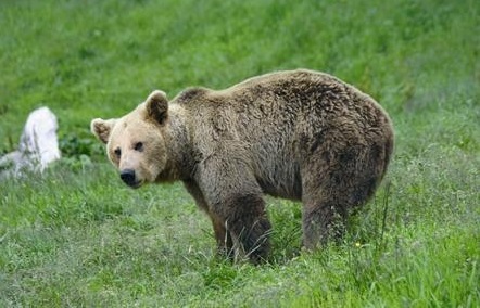 В Централен Балкан намериха убита кафява мечка